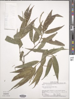 Piper pseudolanceifolium image