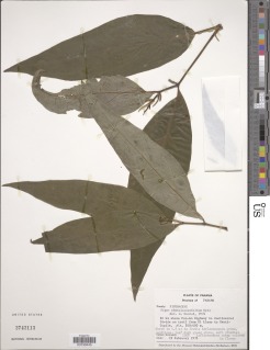 Image of Piper phytolaccifolium