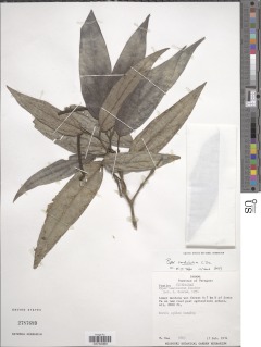 Piper cordulatum image