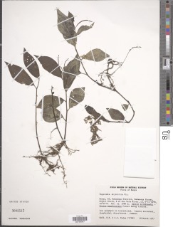 Peperomia abyssinica image