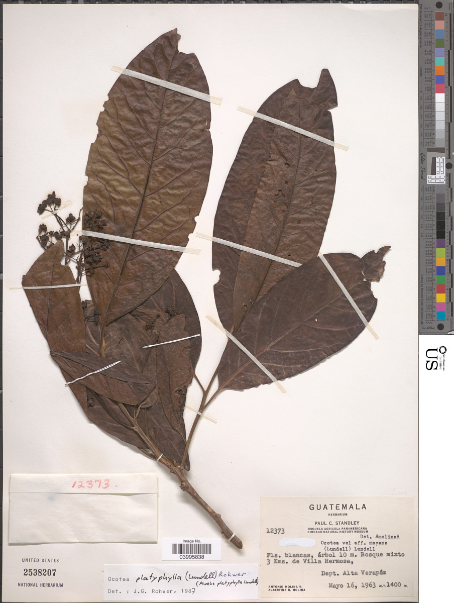 Ocotea platyphylla image