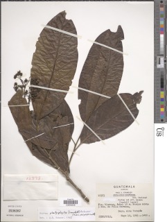 Image of Ocotea platyphylla