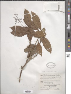 Image of Cinnamomum costaricanum