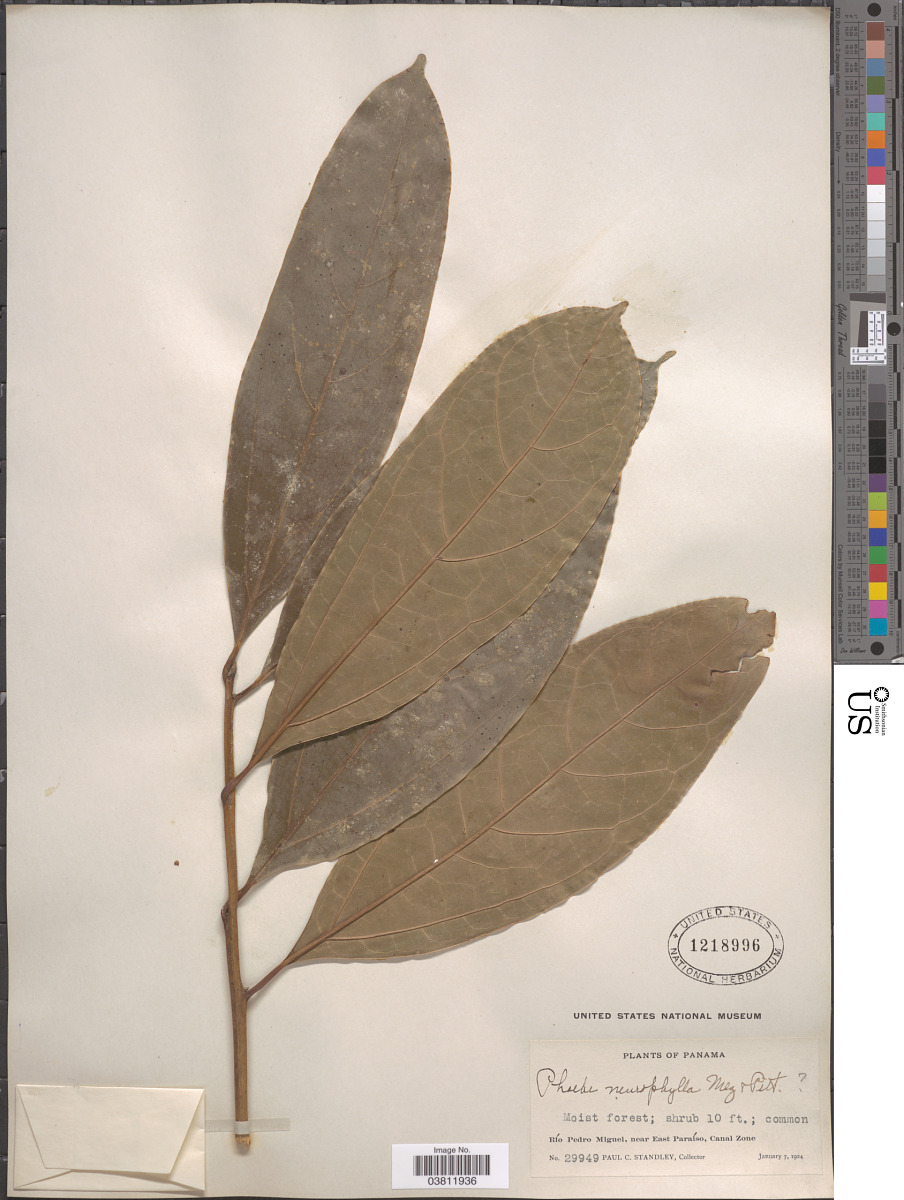 Cinnamomum neurophyllum image
