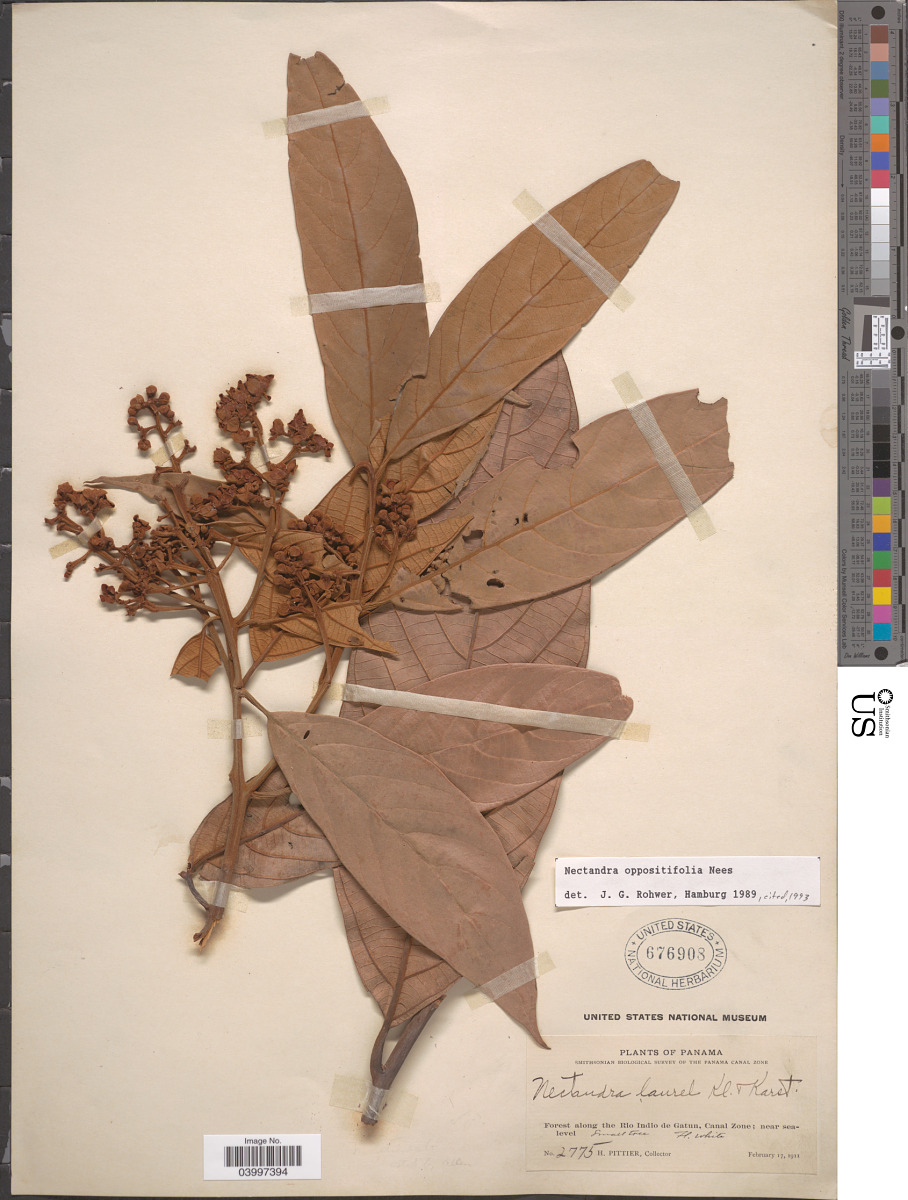 Nectandra oppositifolia image
