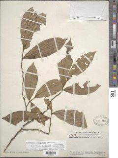 Stenanona stenopetala image