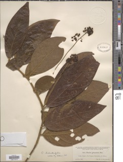 Ocotea helicterifolia image