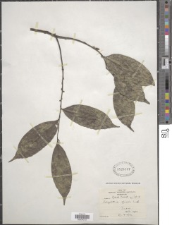 Greenwayodendron gabonicum image