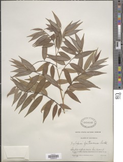 Xylopia frutescens image