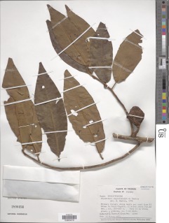 Iryanthera megistocarpa image