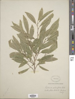 Image of Annona salicifolia