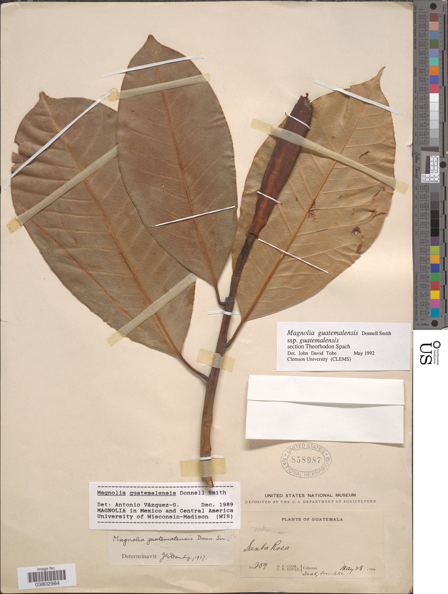 Magnolia guatemalensis image