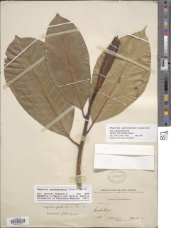 Magnolia guatemalensis image