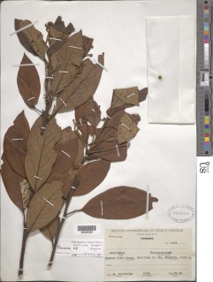 Image of Persea vesticulata