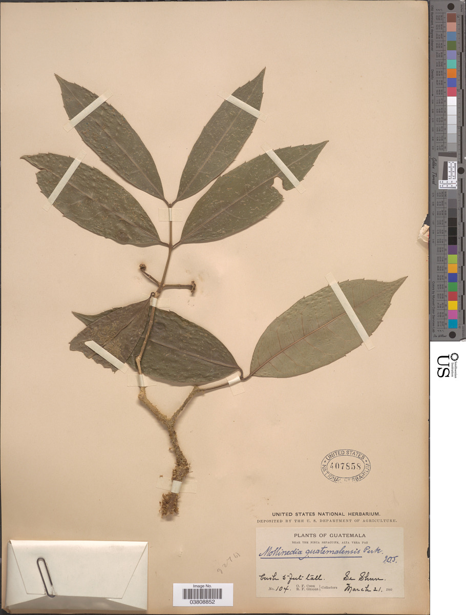 Monimiaceae image