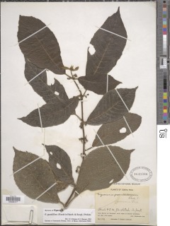 Siparuna grandiflora image