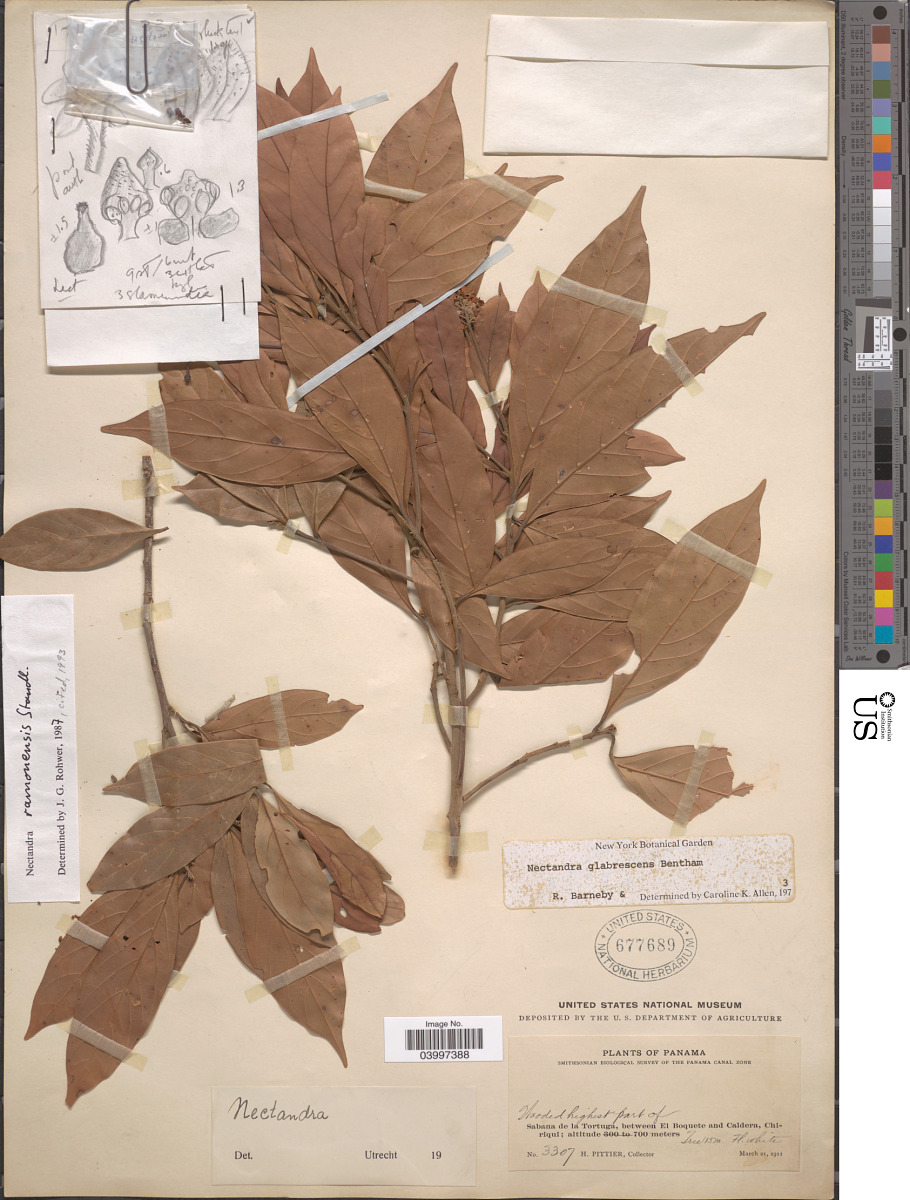 Nectandra ramonensis image
