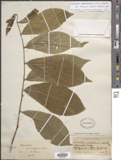 Sapranthus campechianus image