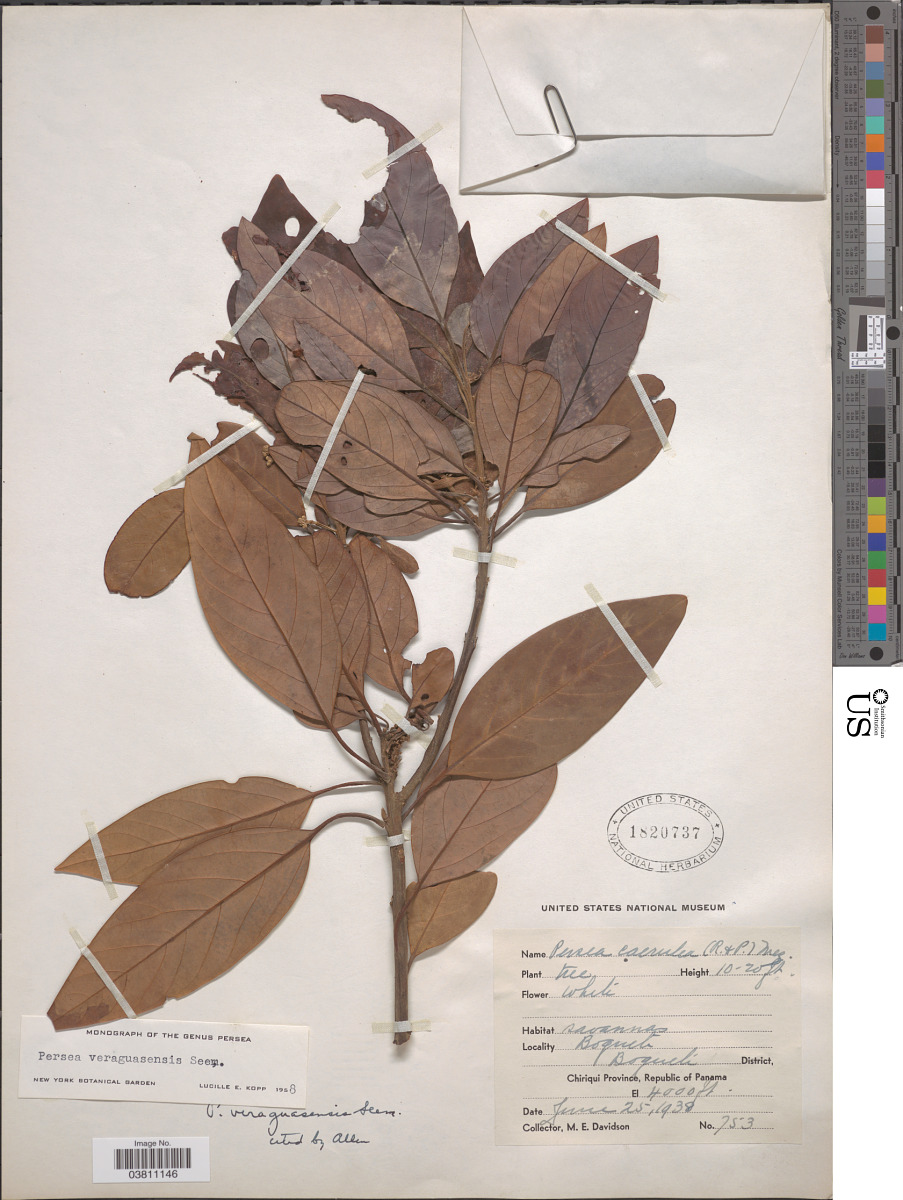 Persea veraguasensis image