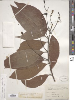 Nectandra lineata image