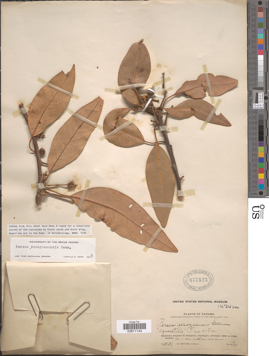 Persea veraguasensis image