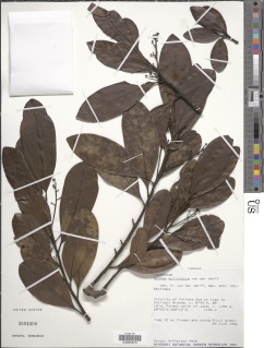 Ocotea pullifolia image