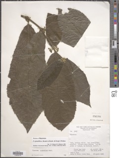 Image of Siparuna grandiflora