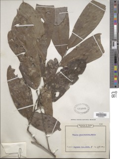 Polyceratocarpus microtrichus image