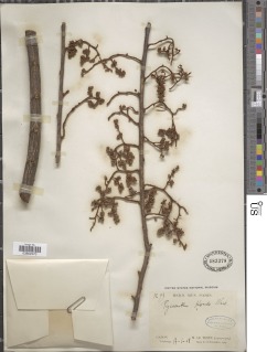Pycnanthus angolensis subsp. angolensis image