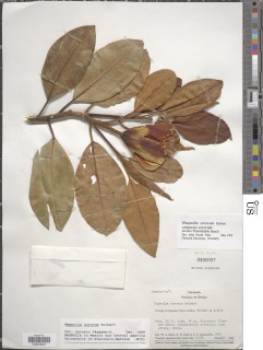 Magnolia sororum image