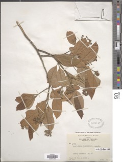 Image of Nectandra ramonensis