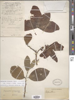 Sapranthus violaceus image