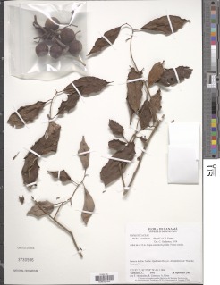 Image of Otoba acuminata
