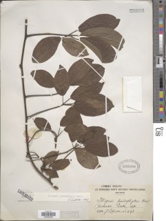 Image of Illigera pentaphylla