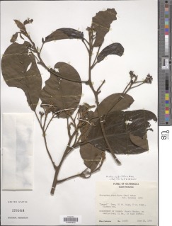 Ocotea rubriflora image