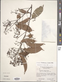Image of Nectandra turbacensis