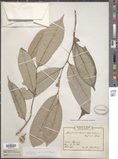 Meiocarpidium oliverianum image