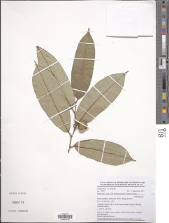 Image of Meiocarpidium lepidotum