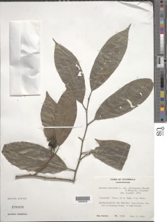 Annona reticulata var. primigenia image