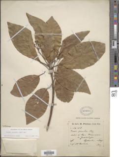 Image of Persea caerulea
