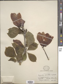 Image of Magnolia obovata