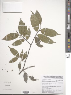 Greenwayodendron suaveolens var. gabonica image