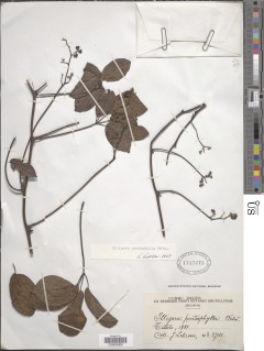 Illigera pentaphylla image