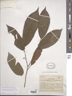 Neostenanthera gabonensis image