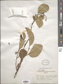 Annona senegalensis var. senegalensis image