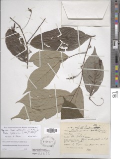 Neostenanthera gabonensis image