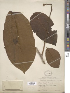 Image of Annona purpurea