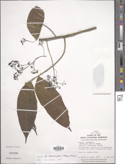 Ocotea helicterifolia image