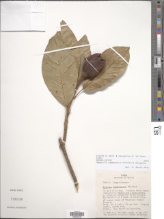 Image of Magnolia sambuensis