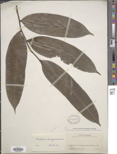 Guatteria chiriquiensis image
